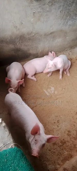 Largwhite Pig