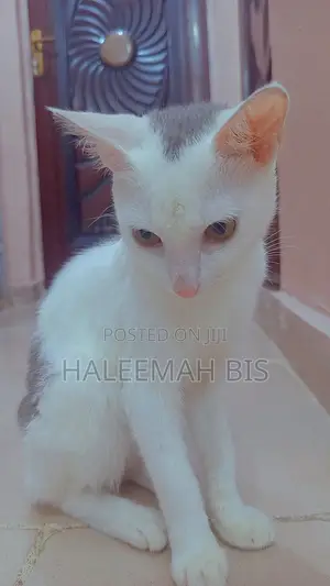 1+ year Male Purebred Cat