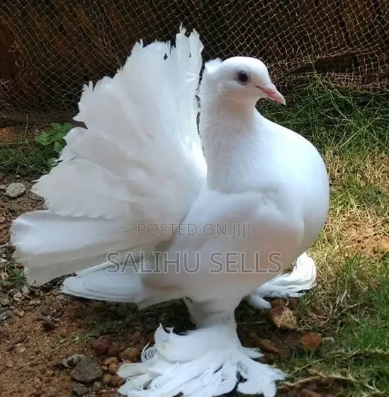 Fantail Pigeon