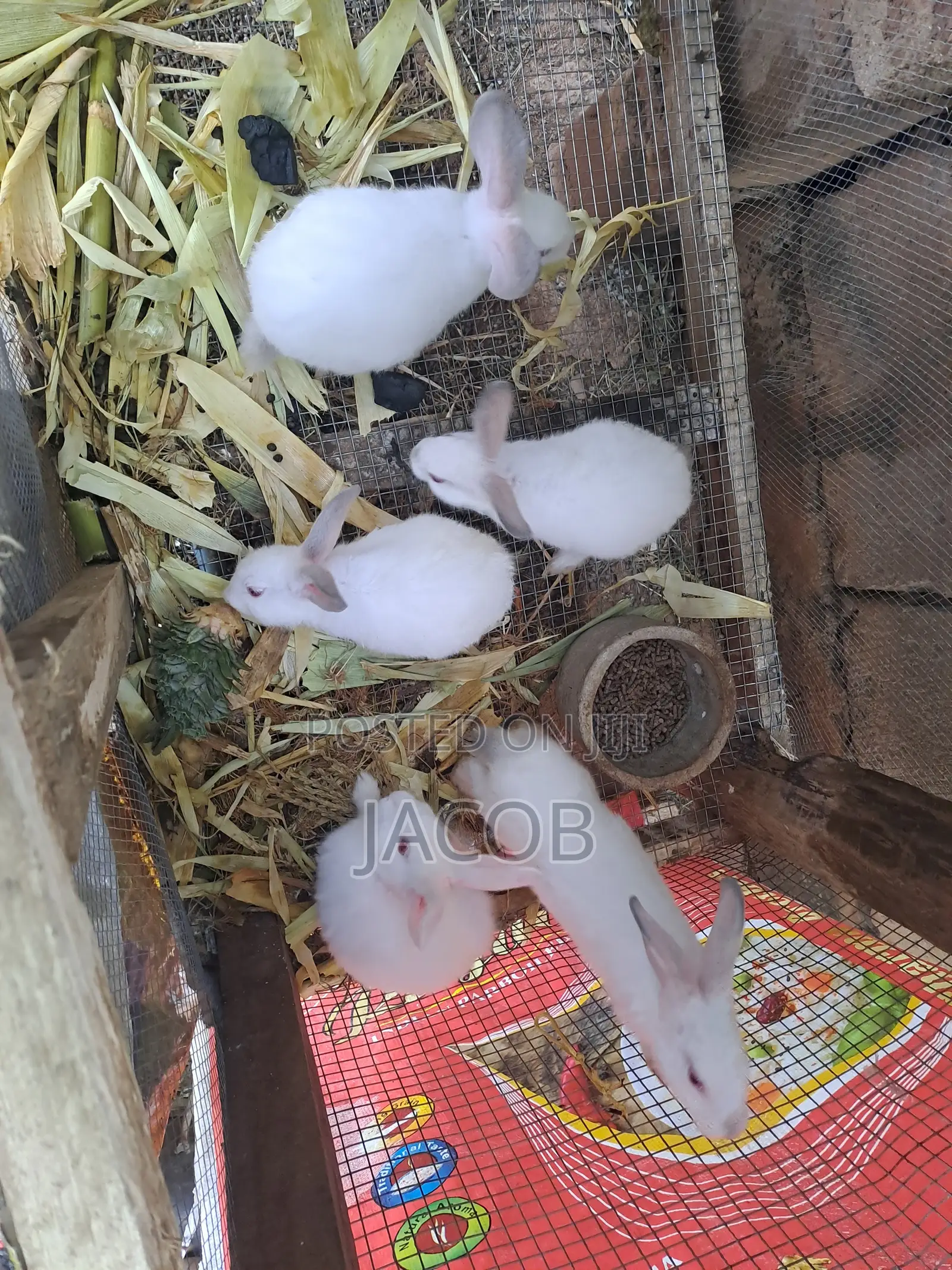 Hyla Rabbits