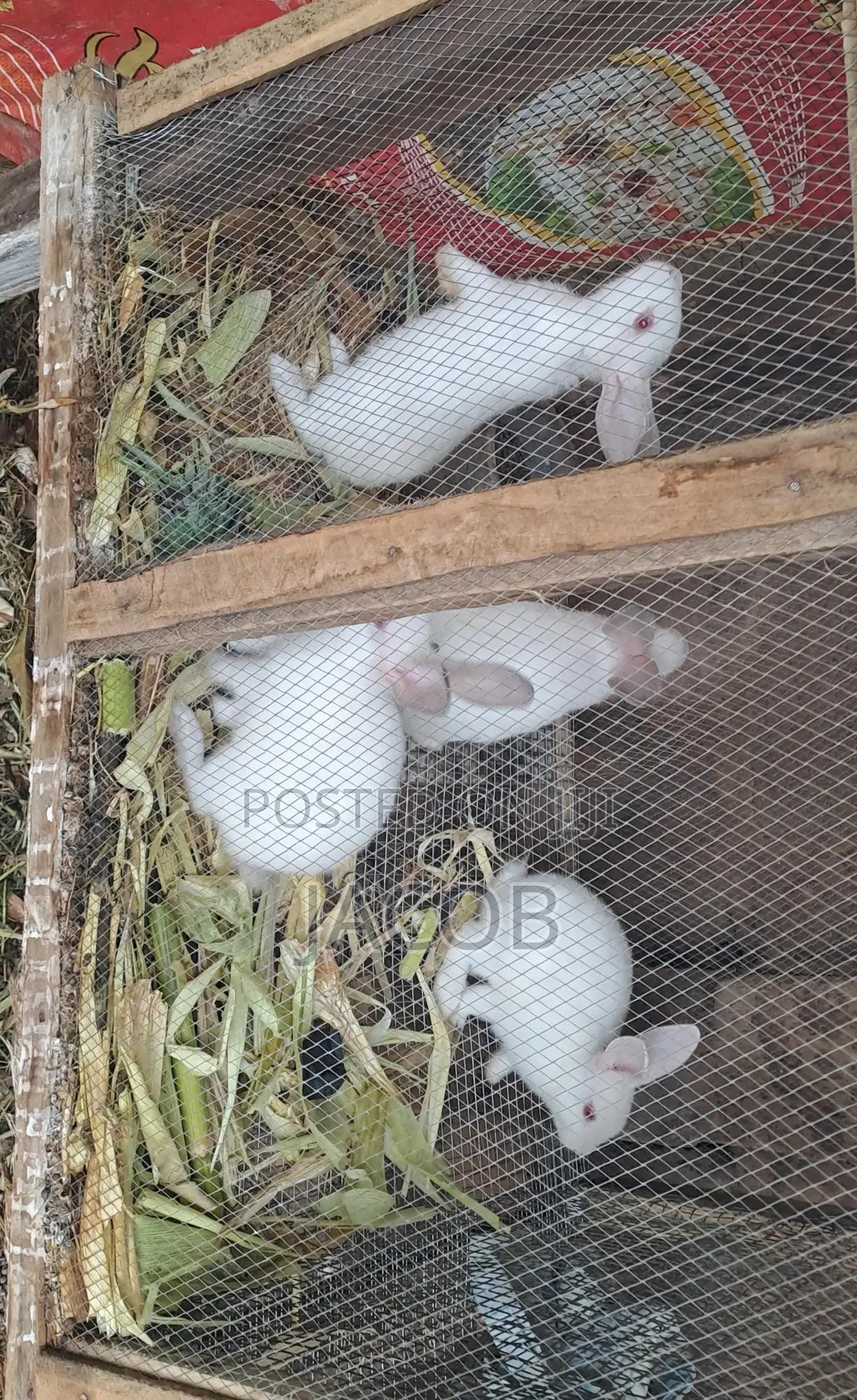 Hyla Rabbits