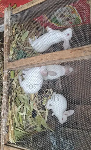 Hyla Rabbits