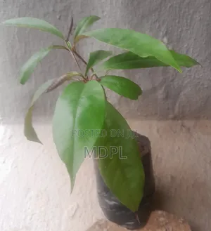African Star Apple Seedlings (Agbalumo)