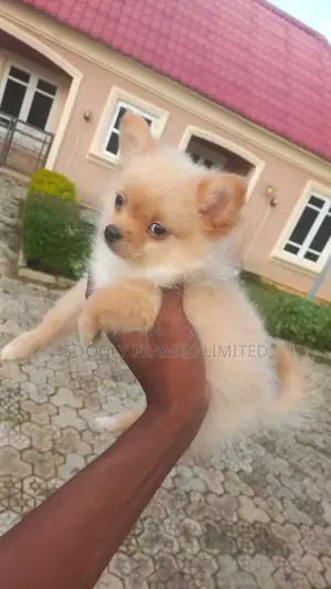 1-3 months Male Purebred Pomeranian