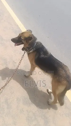 1+ year Female Purebred German Shepherd