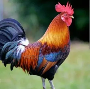 Farm Animals