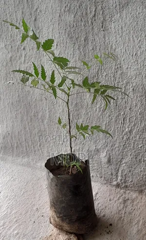 Neem Seedlings