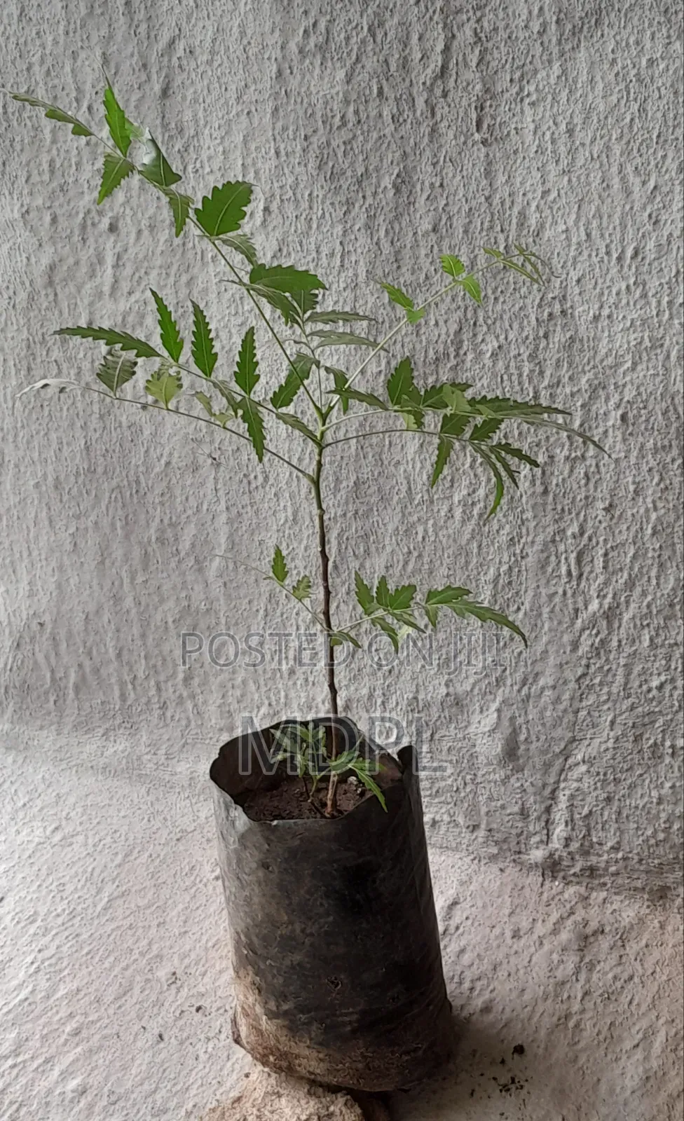 Neem Seedlings