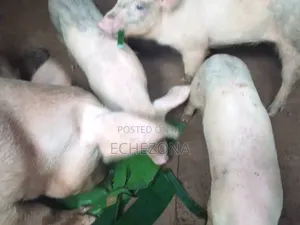Purepigfarm1