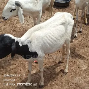 3 - 4 Months Heavily Pregnant Ewe / Sheep