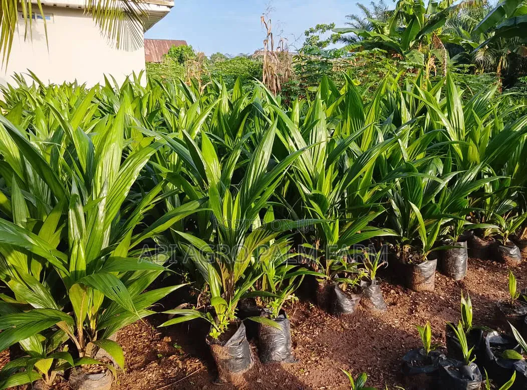 Palm Produce