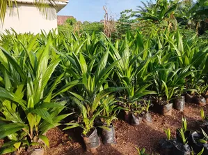 Palm Produce