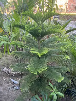 Island Pine