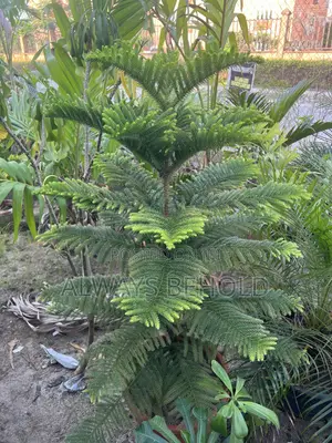 Island Pine