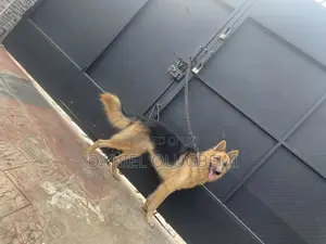 1+ year Male Purebred German Shepherd