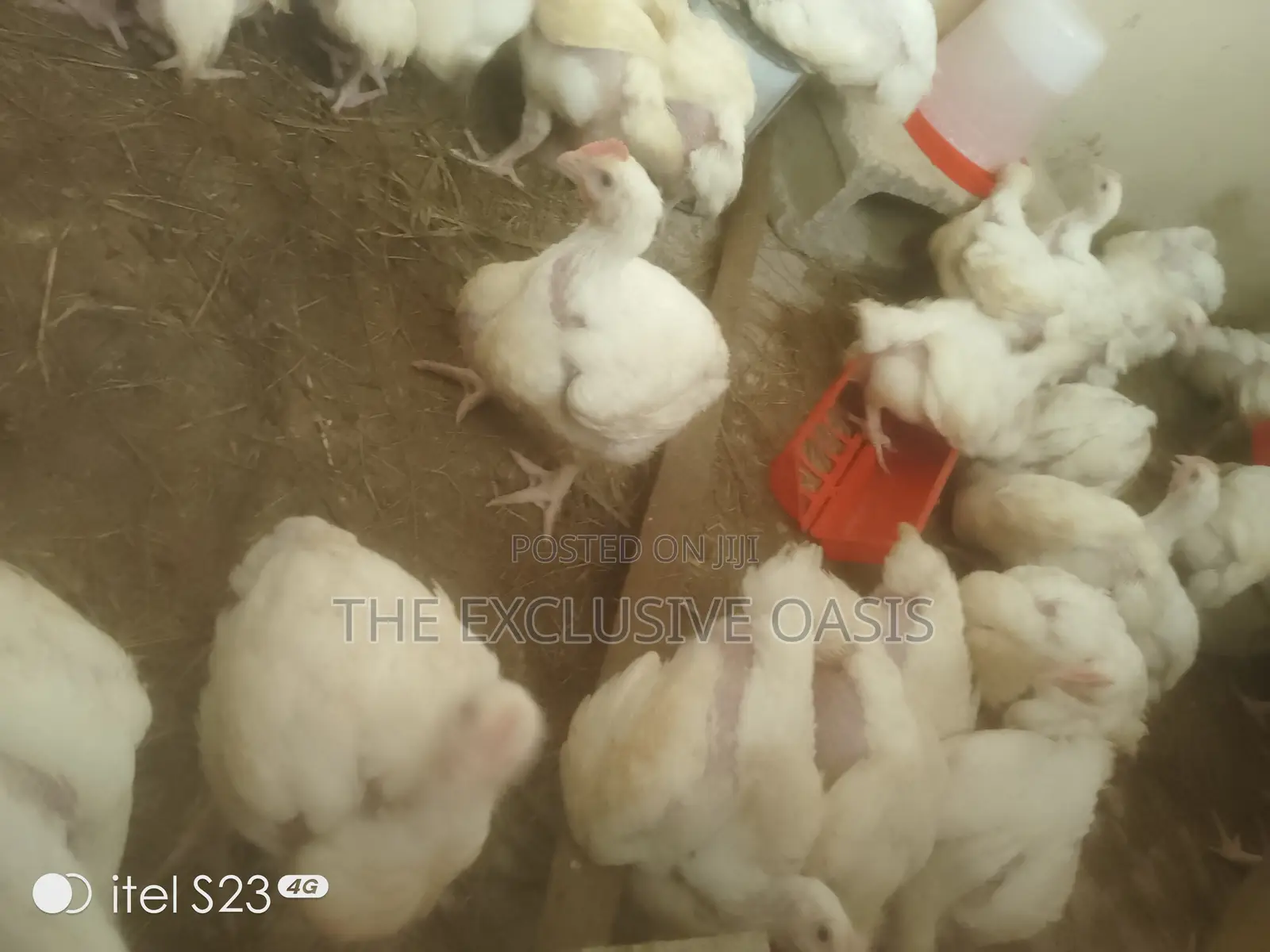4 Weeks Old Broilers