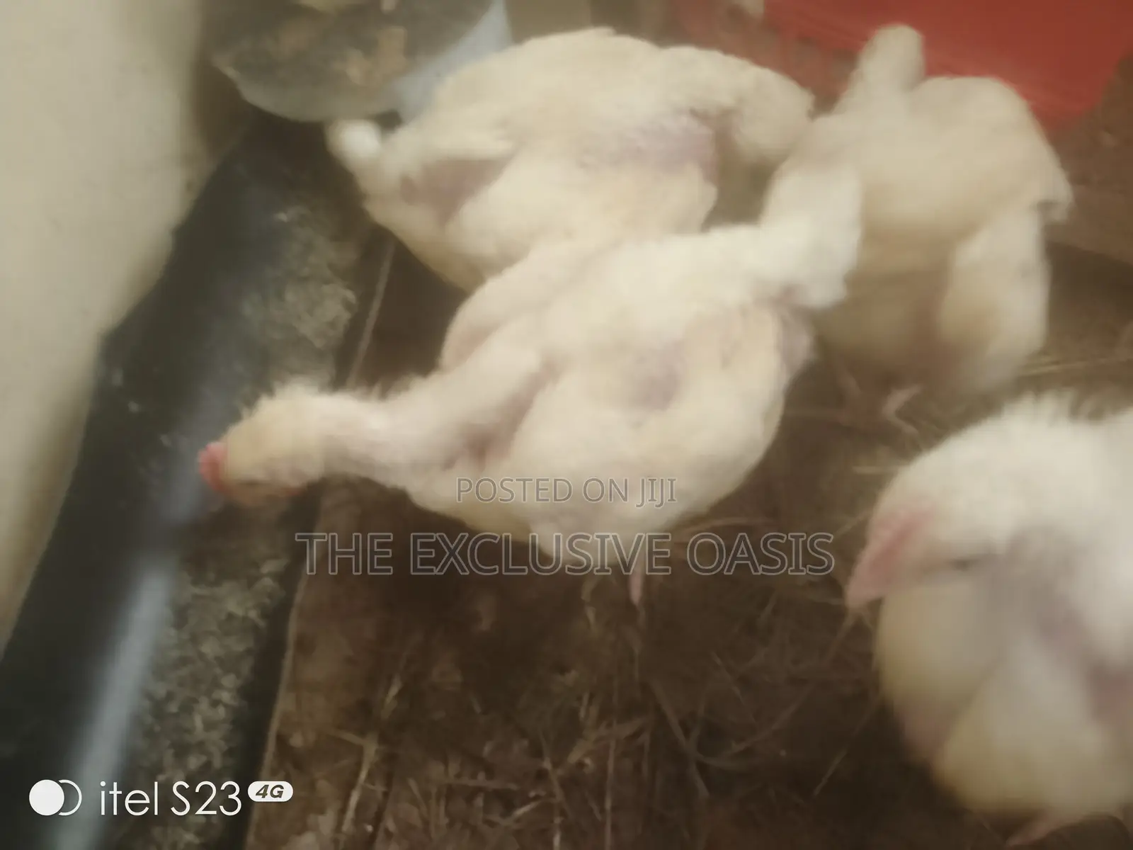 4 Weeks Old Broilers