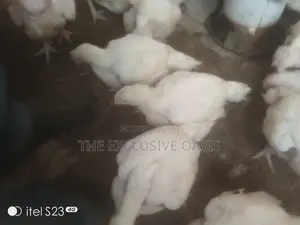 4 Weeks Old Broilers