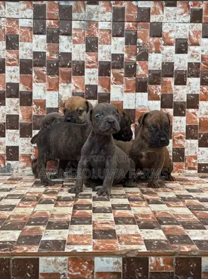 0-1 month Male Purebred Boerboel