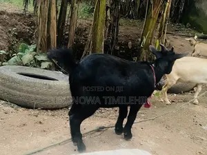 Castrated Male Goat