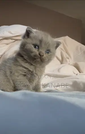 1-3 months Male Purebred British Shorthair