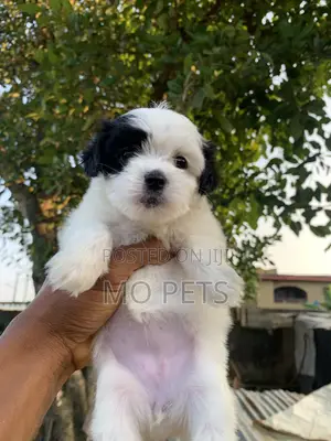 1-3 months Female Purebred Lhasa Apso