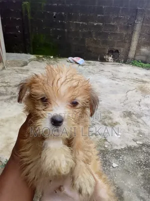 6-12 months Female Purebred Lhasa Apso
