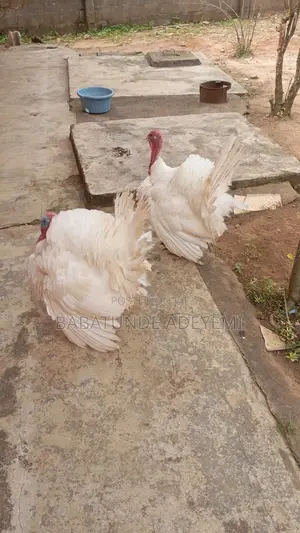 Fully Grown Turkey - Adult Matured Fully Fed Turkey
