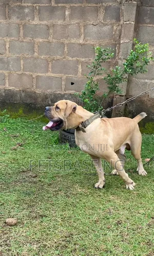 1+ year Male Purebred Boerboel