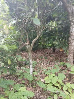 Farm Land for Sale at Ibokun Osun State With Genuine Documents