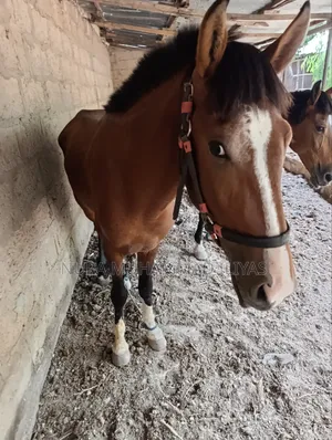 Two Horses Male and a Female