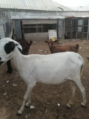 3 - 4 Months Heavily Pregnant Sheep / Ewe