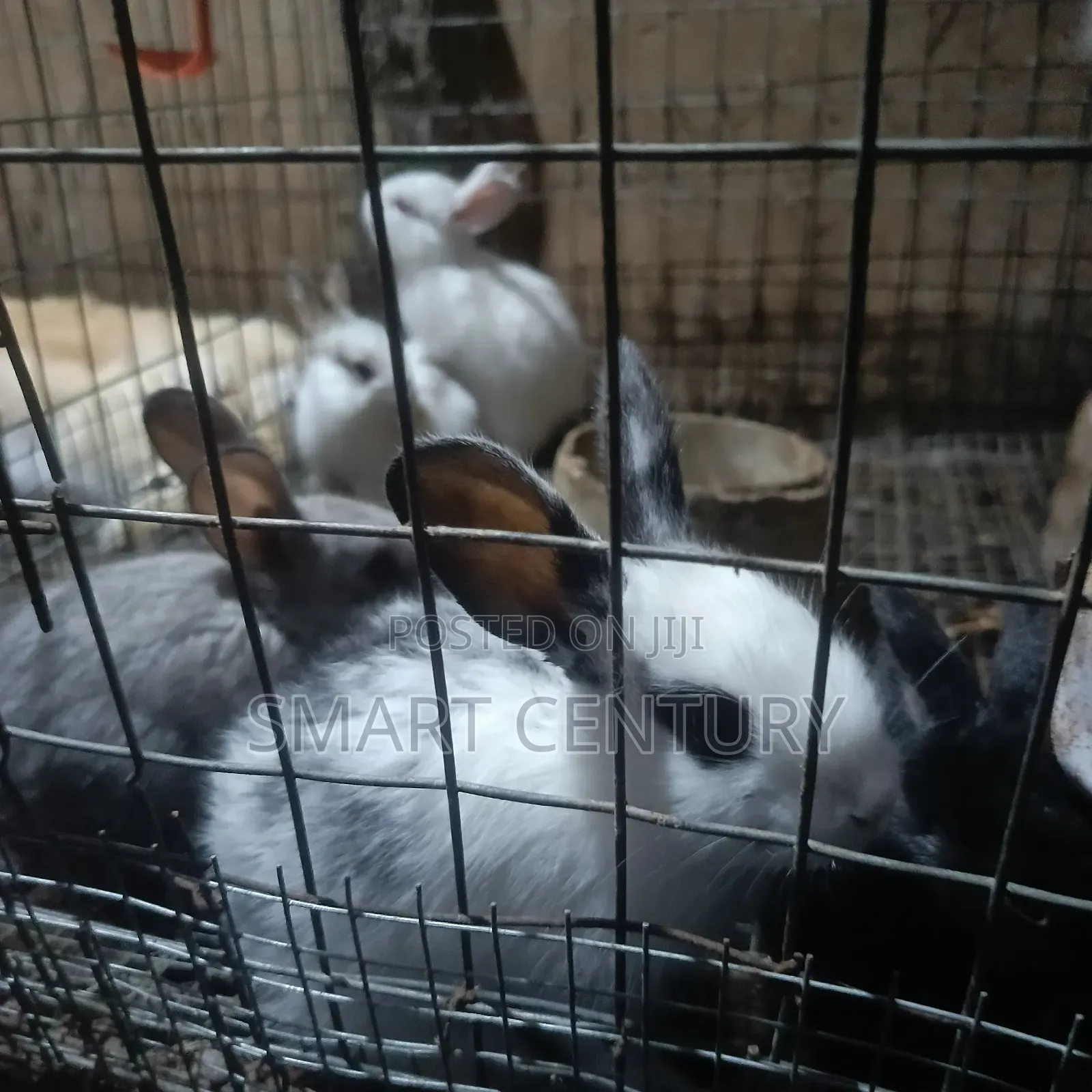 Rabbit Winners in Bulk