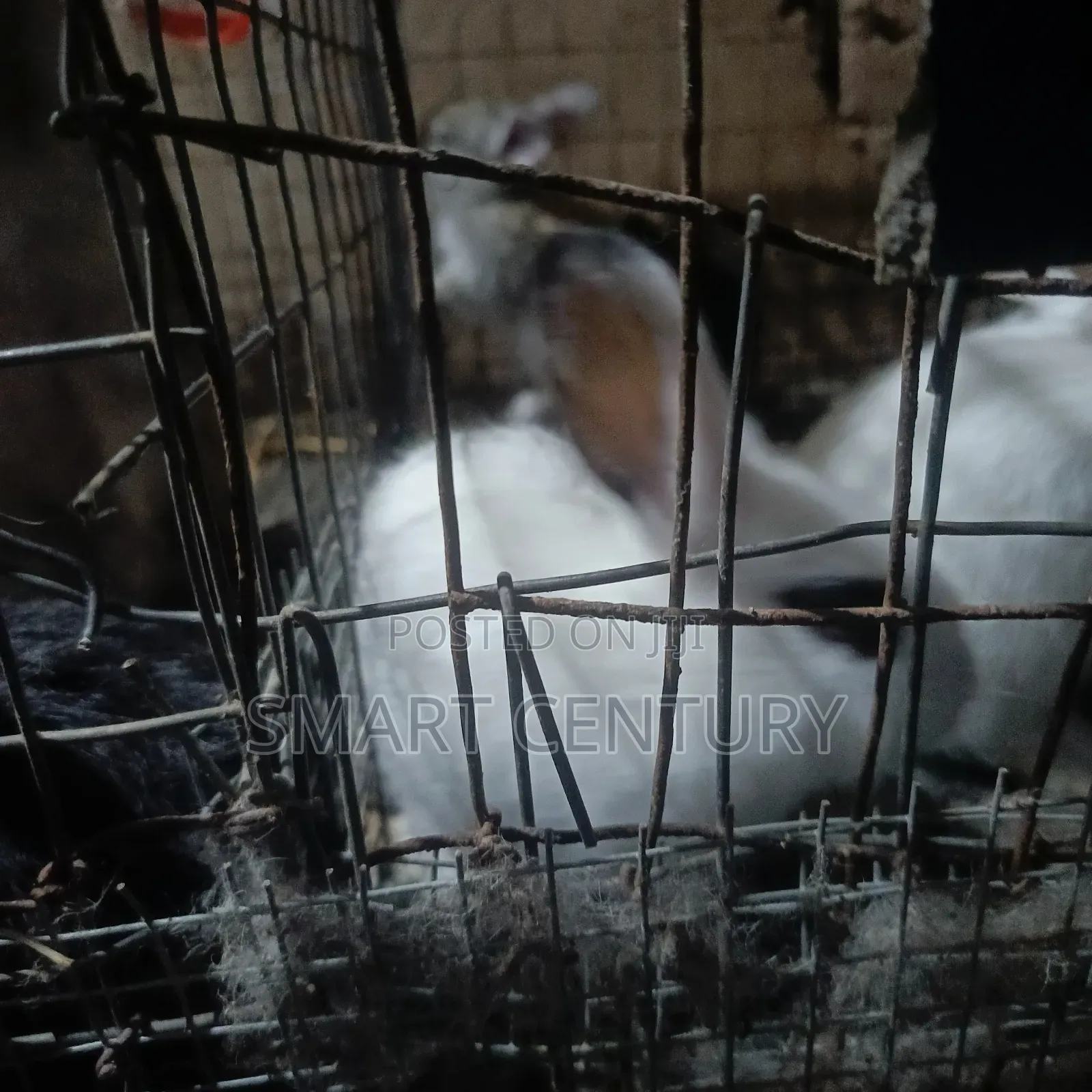 Rabbit Winners in Bulk