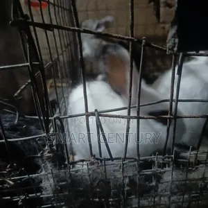 Rabbit Winners in Bulk