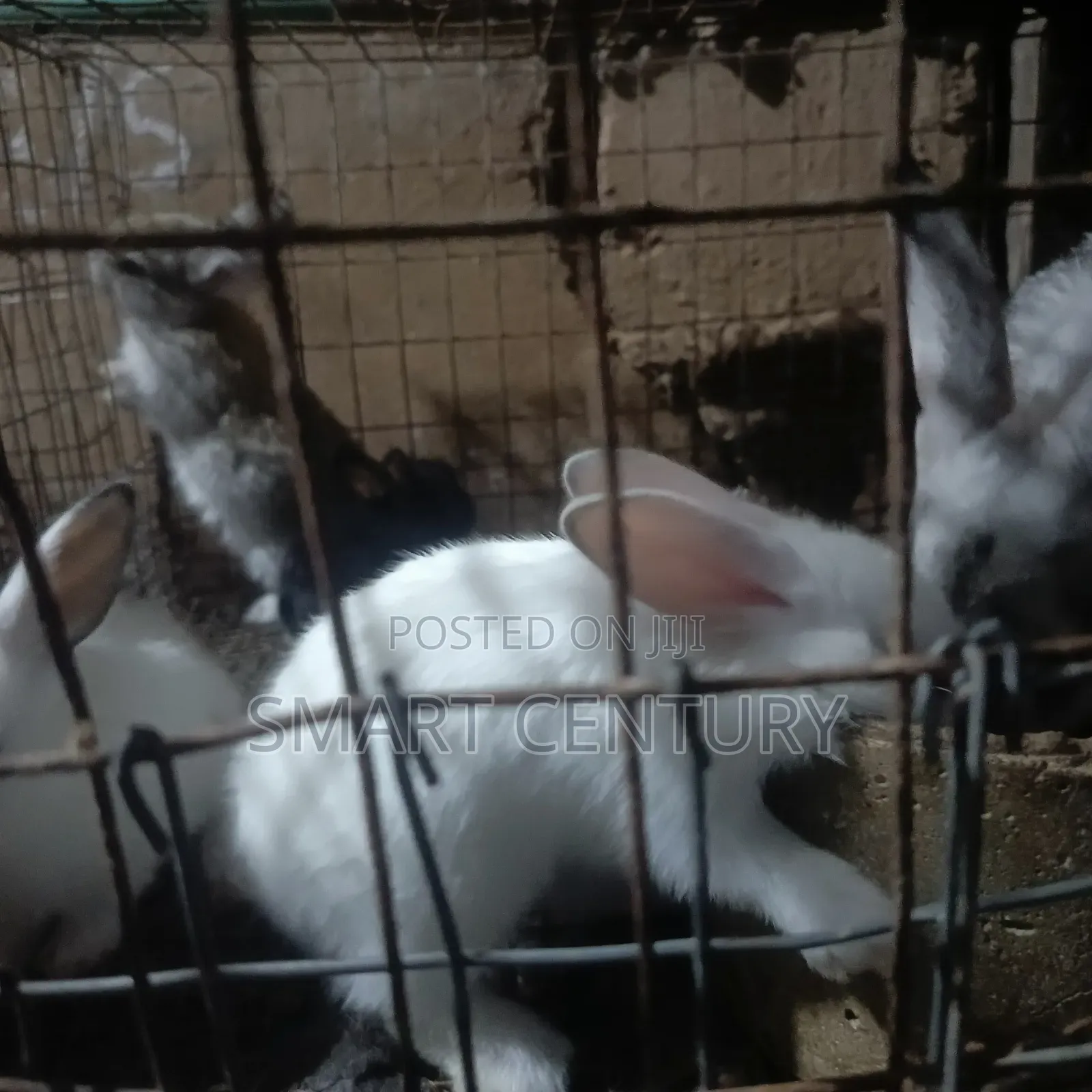 Rabbit Winners in Bulk