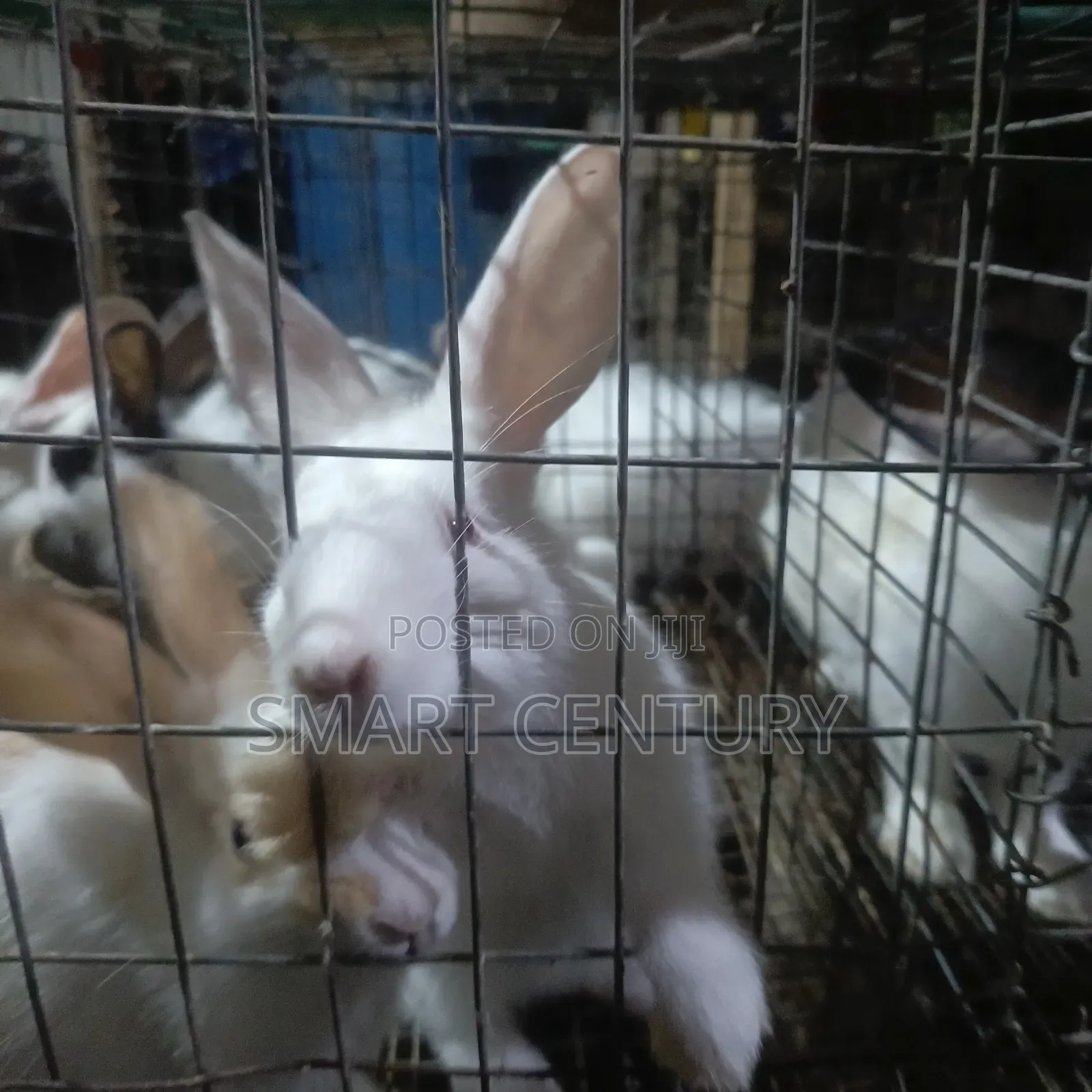Rabbit Winners in Bulk