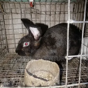 Growrer Rabbit
