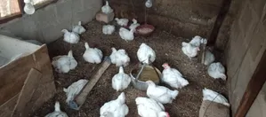 6 Weeks Old Broilers