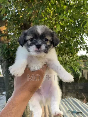 1-3 months Female Purebred Lhasa Apso