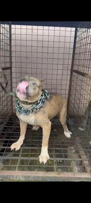 1+ year Male Purebred American Bully
