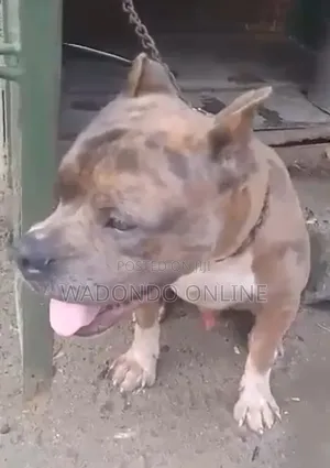 1+ year Male Purebred American Bully
