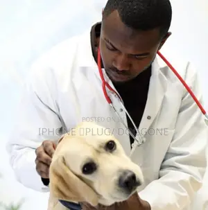 Vet Services