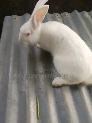 Healthy Spotted Doe Rabbit for Sale