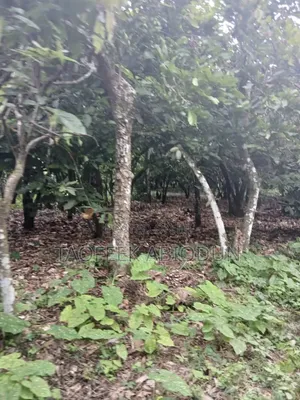 100 Acres of Land at Ibokun Osun State With Coco Obi Ope and Genuine