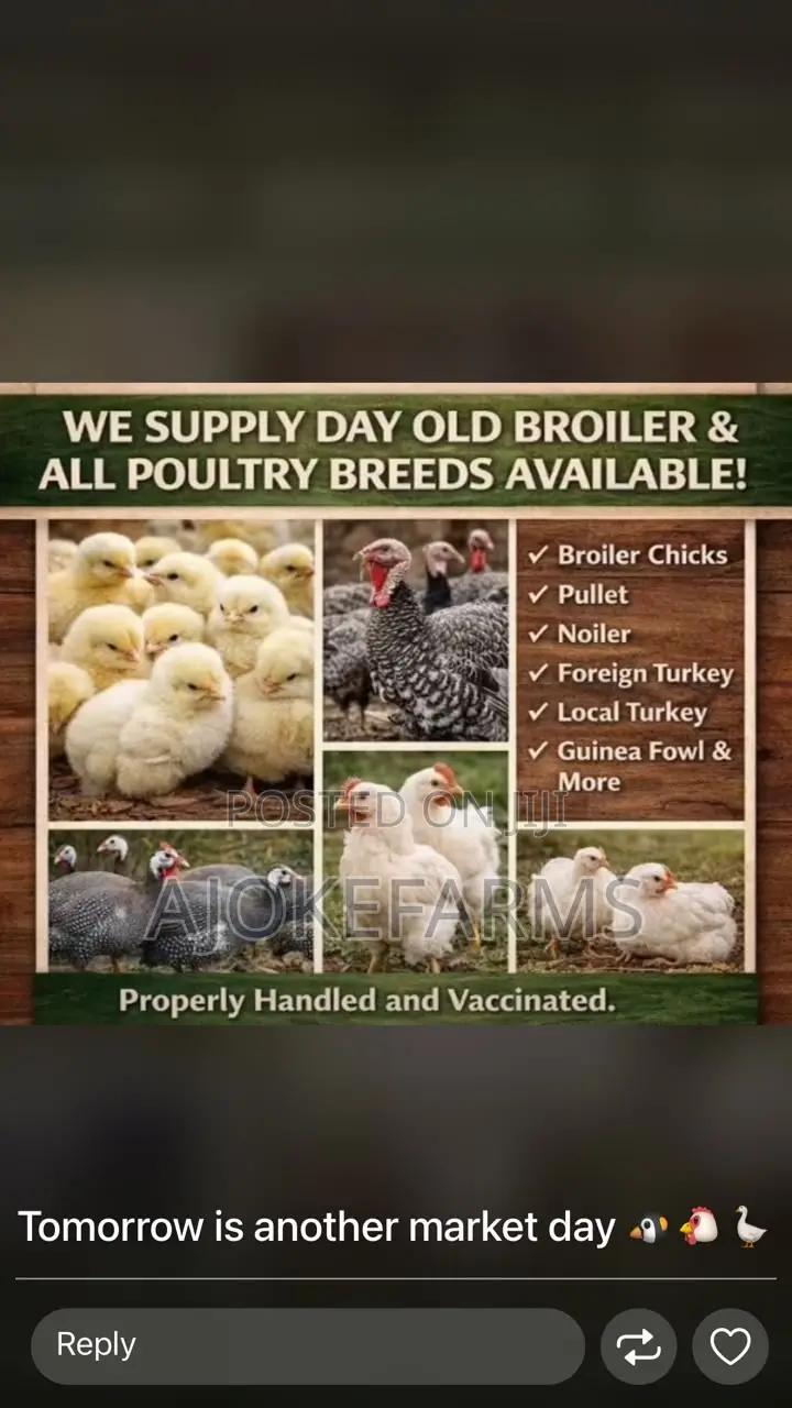 Chicks Vendor