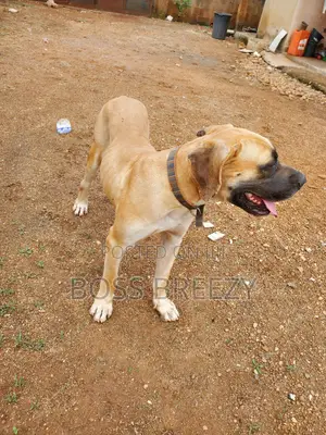 1+ year Male Purebred Boerboel