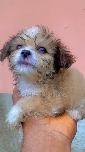 6-12 months Male Purebred Lhasa Apso