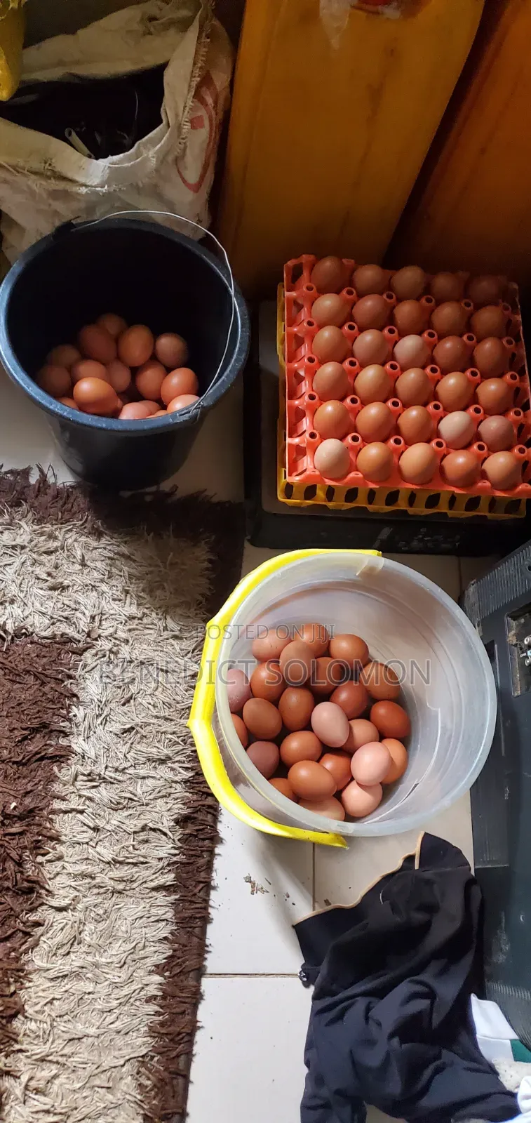 Layers Eggs Poultry Farm