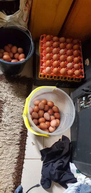 Layers Eggs Poultry Farm